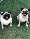 Pug Vila