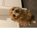 Lulu Sqaud