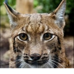 Lynx Squad [En]