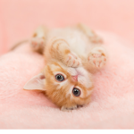 Cats are the besttt