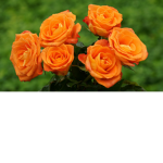 OrangeRoseSQUAD