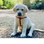 FURever Dogs