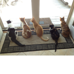 kitten and animal group
