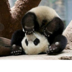 team_PANDA_army