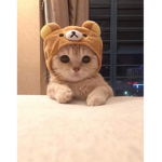 the little CaT SqUaD
