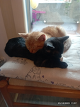 I gattini di Vicky