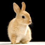 bunnygod group join the group if you like bunnys