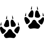 Fox Foot Studios