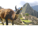 Llamas Rule 💙 💙 💙