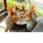 Squirrels home