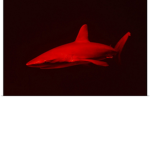 The Pepper Sharks