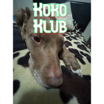 Koco Klub