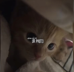 Plotkitt