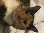 Honeybear hopes group