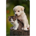 DE ANIMAL GIRLS