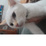 Grupo d gatos XD