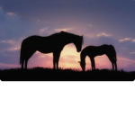 The horse gurl shop