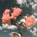 The Aesthetic Flower