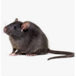 My own rat group!