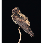 Nightjar