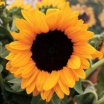 sunflower.Fire :]