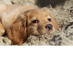 Doggie's bark