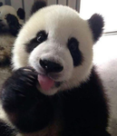 amyssupercoolpandagroup