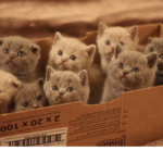 my e-kittens basement