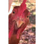 Feathered Friends Fan Group!
