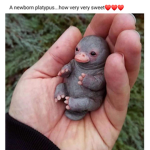 The baby yodas are cool