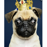 King pugs