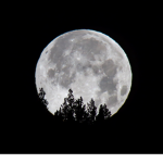 Moon Wolf Games