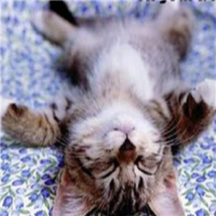 Kitten Roblox decal