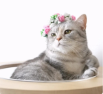 Claire luvcat/creamheroes/kittisaurus