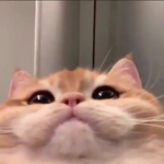 Test compa gato