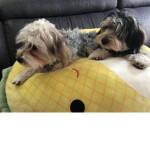 Pupppies are the best thing in the world