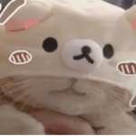 Cats news