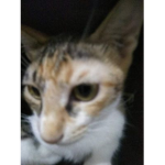 Cat is cool :0