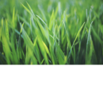 Grass Official