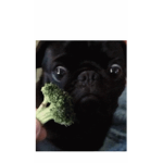 A LIFE OF A PUG