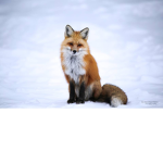 Snowy forest clothing