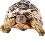 Turtle dev group