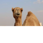 CamelClub