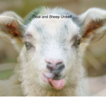 Goat And Sheep United