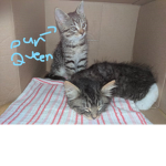 The Cat Clan of The Cat Queen