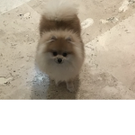 Pomeranian fan