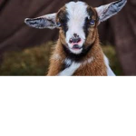 Goats_Are_The_Best_Animal
