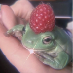 ༻ froggies ༺
