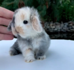 Tatum’s bunny world