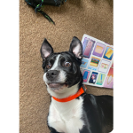 Scary dog photo